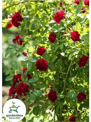 Aesco Nura Botanik Sarmaşık Kırmızı Gül Fidanı, 50-80 Cm, Saksılı, 1 Adet