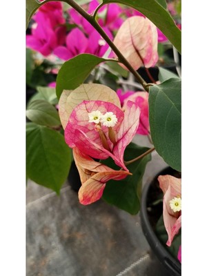 Aesco Nura Botanik Ebruli Renk Sarmaşık Begonvil Çiçeği, 35-50CM, Bougainvillea
