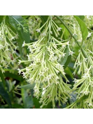 Aesco Nura Botanik Kokulu Melisa Çiçeği Fidanı, 30-45 Cm, Saksılı, Lemon Balm