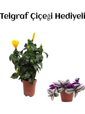 Aesco Gardenbox Sarı Renk Japon Gülü Çiçeği, Telgraf Hediyeli