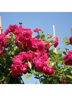 Aesco Serada Decor & Plant Pembe Sarmaşık Gül Fidanı, Kokulu, 90-140 Cm, 1 Adet Tüplü Aşılı Gül