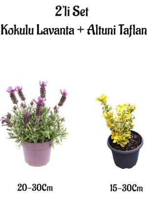 Aesco Gardenbox Yoğun Kokulu Mor Lavanta Fidanı + Altuni Taflan Çit Bitkisi 2'li Set, 20-30CM, Çok Renkli