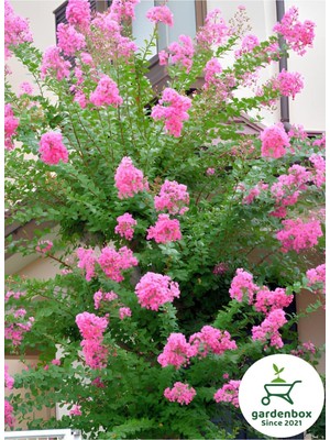 Aesco Nura Botanik Pembe Oya Ağacı Saksılı, 30-60 Cm, Bahçe Peyzaj Bitkisi