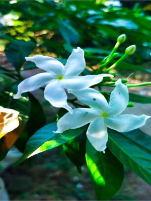 Aesco Nura Botanik Beyaz Ful Yasemin Fidanı, 60-120 Cm, Saksılı, White Jasmine