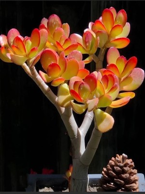 Aesco Gardenbox Dekoratif Crassula Ovata Sunset, 15-25 Cm, Saksılı Sukulent Bitki