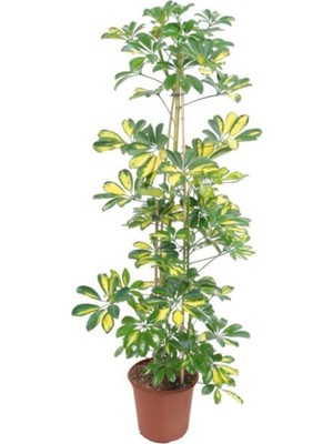 Aesco Gardenbox Videolu Yapraklı Çift Dal Alacalı Şeflera Çiçeği, 40-60 Cm, Saksılı, Iç Mekan Bitkileri