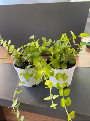 Aesco Nura Botanik Sarı Kız Atın Kolye Ofis Masa Çiçeği, 10-20 Cm, 8,5 Saksı, Hediyelik