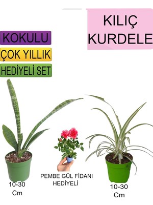 Aesco Nura Botanik 3'lü Set Kılıç Kurdele Çiçeği Pembe Gül Fidanı, 10-30 cm