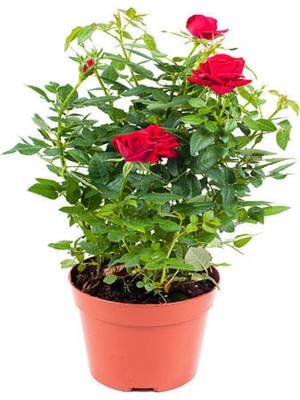 Aesco Nura Botanik Kokulu Kırmızı Gül, 1 Adet Saksılı, 50-70 Cm, Aşılı Gül