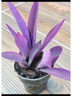 Aesco Serada Decor & Plant Mor Telgraf Karasevda Çiçeği Tradescantia, 10-20 cm