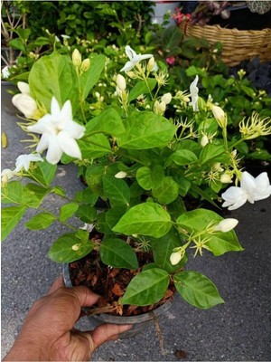 Aesco Nura Botanik Kokulu Ful Yasemin Çiçeği, 1 Adet Saksılı, 30-60CM, Jasminum, Beyaz
