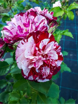 Aesco Serada Decor & Plant Yediveren Kokulu Türkiyem Gül Fidanı, 50-90 Cm, 1 Adet Tüplü Aşılı Gül, Pembe-Kırmızı
