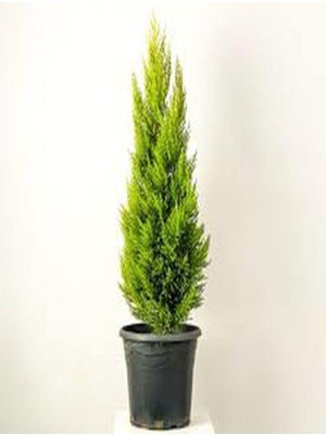 Aesco Nura Botanik Hoş Kokulu Limoni Servi Fidanı, 30-40 Cm, Tüplü Dış Mekan Ağacı