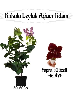 Aesco Bitkim Sende Kokulu Leylak Ağacı Fidanı, 30-60 Cm, Saksılı, Yaprak Güzeli Çiçeği Hediyeli