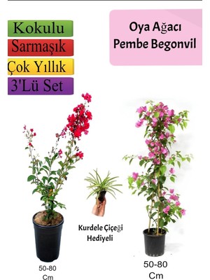 Aesco Gardenbox Kırmızı Oya Ağacı, Pembe Begonvil, Kurdele Çiçeği Hediyeli, Çok Renkli, 50-80 cm