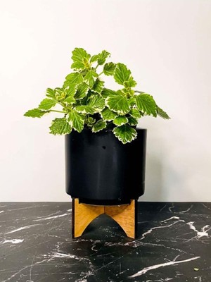 Aesco Nura Botanik Sarkıcı Sukulent Tür Kokulu Plectranthus Forsteri, 10-20 Cm, Beyaz Desenli