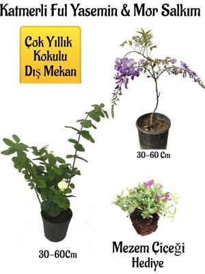 Aesco Nura Botanik Kokulu Katmerli Ful Yasemin Çiçeği, Mor Salkım Ağacı Fidanı, Mezem Çiçeği Hediyeli Peyzaj Seti, 30-60 cm