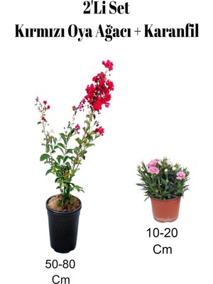 Aesco Gardenbox Kırmızı Oya Ağacı Fidanı + Çalı Şimşiri 2'li Set, Saksılı Dış Mekan Bitkisi