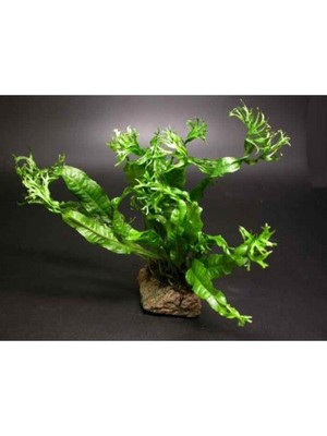 Aesco Windelov Java Fern Saksı Canlı Bitki