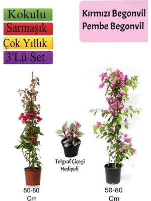 Aesco Nura Botanik Kırmızı Pembe Begonvil Telgraf Çiçeği Hediyeli, 50-80 cm