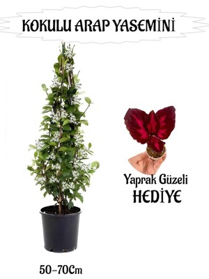 Aesco Serada Decor & Plant Mis Kokulu Arap Yasemini, 50-70 Cm, Yaprak Güzeli Hediyeli Peyzaj Seti