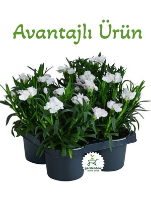 Aesco Nura Botanik Bodur Beyaz Kokulu Karanfil Çiçeği, 4 Adet, 15-25 Cm, Saksılı