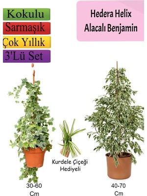 Aesco Bitkim Sende Alacalı Beyaz Benjamin Bitkisi, Hedera Helix Sarmaşığı, Kurdele Çiçeği, 3'lü Set