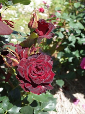 Aesco Nura Botanik Saksılı Aşılı Gül Burgundy Rose, Bordo Renk, 30-60 Cm, 2 Adet