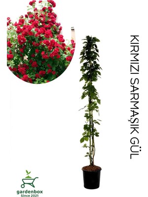 Aesco Nura Botanik Sarmaşık Gül Fidanı Formlu, Saksılı, 50-80 cm