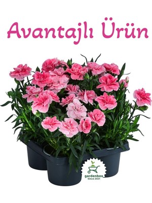 Aesco Gardenbox 4 Adet Saksılı Pembe Karanfil Çiçeği, 15-25CM, Pink Dianthus