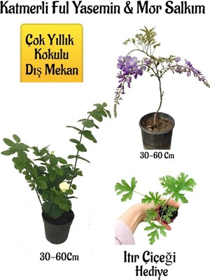 Aesco Bitkim Sende Kokulu Katmerli Ful Yasemin Çiçeği, Mor Salkım Ağacı Fidanı, Itır Çiçeği Hediyeli, Çok Renkli, 30-60 cm