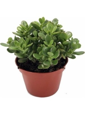 Aesco Para Çiçegi Bonsai Yeşim Bitkisi Para Ağacı Şans Bereket Bitkisi <20CM 35 cm >, BTS05032025BYB66