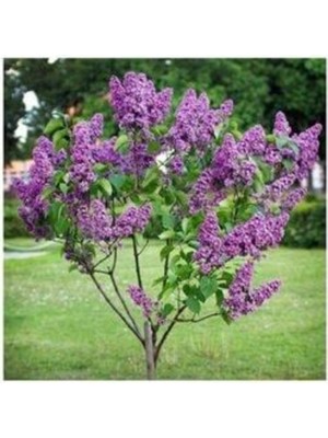 Aesco Leylak Ağacı Fidanı Tüplü/saksı 90 cm