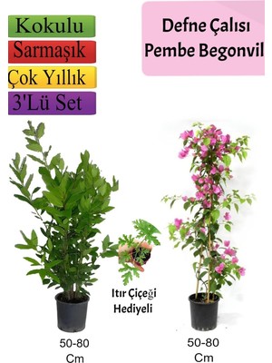 Aesco Bitkim Sende Defne Çalısı, Pembe Begonvil, Itır Çiçeği Hediyeli Set, 50-80 cm
