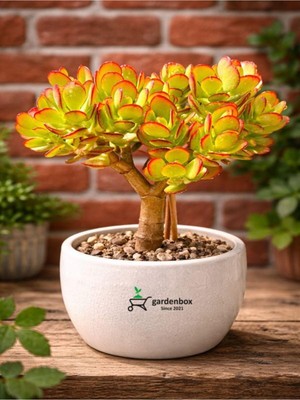 Aesco Gardenbox Kırmızı Kenarlı Crassula Ovata, Saksılı Şans ve Bereket Bitkisi