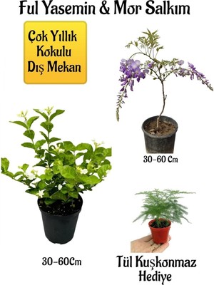 Aesco Nura Botanik Kokulu Ful Yasemin Çiçeği, Mor Salkım Ağacı Fidanı, Tül Kuşkonmaz Hediyeli Peyzaj Seti