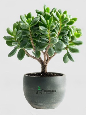 Aesco Nura Botanik Para Ağacı Çiçeği Crassula Ovata, 15-25 Cm, Canlı Bitki, Saksılı