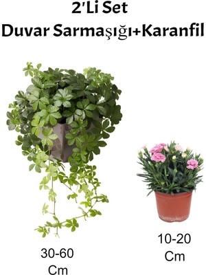 Aesco Gardenbox 2'li Set Duvar Sarmaşığı + Pembe Karanfil Çiçeği Dış Mekan Bitkisi