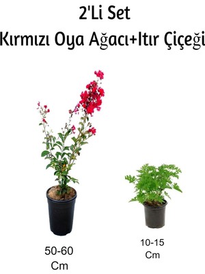 Aesco Gardenbox Kırmızı Oya Ağacı + Itır Çiçeği Dış Mekan Bitkisi, 2'li Set