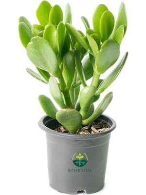Aesco Gardenbox Saksılı Para Ağacı Crassula Ovata, 15-25 Cm, Canlı Iç Mekan Çiçeği
