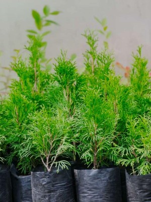 Aesco Serada Decor & Plant Leylandi Çam Ağacı Fidanı, 20 Adet, Tüplü, 10-20CM, Cupressus Leylandii