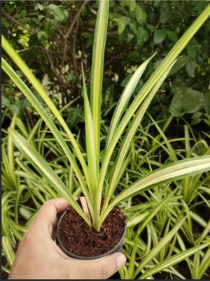 Aesco Nura Botanik Kurdele Çiçeği Sarı Alacalı Saksılı 20-30CM