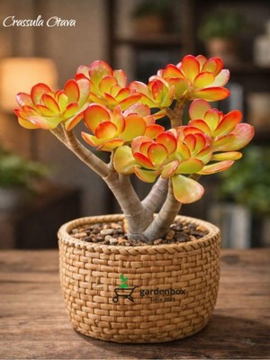 Aesco Bitkim Sende Crassula Ovata Sunset, Saksılı Canlı Yeşim Para Çiçeği, Çiçekli Bodur Bitki