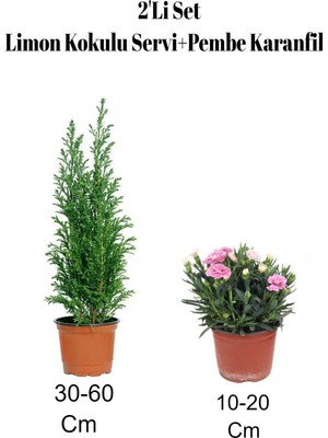 Aesco Gardenbox 2'li Set Limon Kokulu Servi Fidanı + Karanfil Çiçeği, Çok Renkli, Dış Mekan Bitkisi
