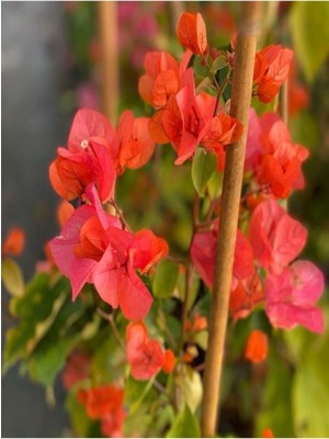 Aesco Gardenbox Begonvil Sarmaşığı, Turuncu, 80-90 Cm, Bougainvillea