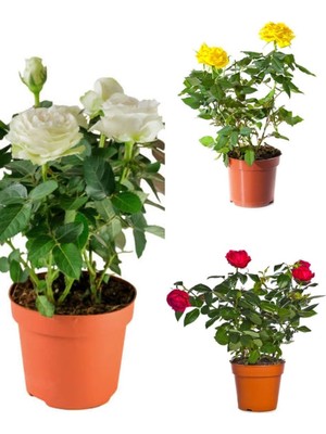 Aesco Nura Botanik Aşılı Gül, 3 Adet Saksılı, Kırmızı Beyaz Sarı Renkli, 25-50 cm