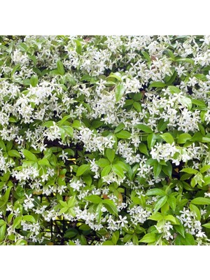 Aesco Serada Decor & Plant Arap Yasemini, Ful Çiçeği, 80+ Cm, Çok Renkli