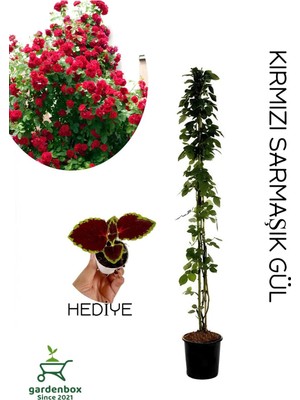 Aesco Nura Botanik Kırmızı Sarmaşık Gül Fidanı, Saksılı Tüplü, 60-80 Cm, Yaprak Güzeli Bitkisi