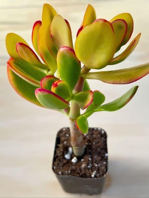 Aesco Gardenbox Crassula Ovata Sunset, 15-25 Cm, Saksılı Canlı Sukulent