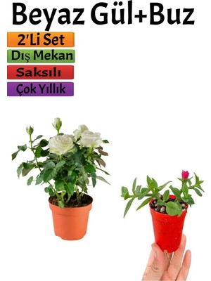 Aesco Nura Botanik Pembe Gül Fidanı 10-20 cm + Buz Çiçeği Dış Mekan Bitkileri, 2'li Set